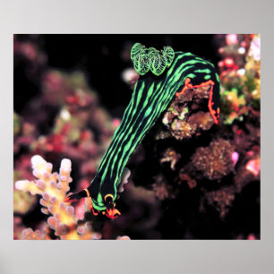 Nudibranch Going Down Poster