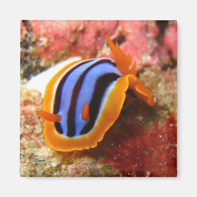 nudibranch magnet - 2 (Front)