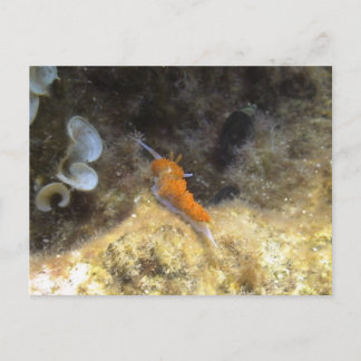 Nudibranch Postcard