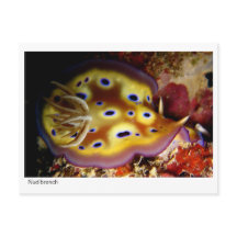 Nudibranch