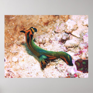 Nudibranch Poster