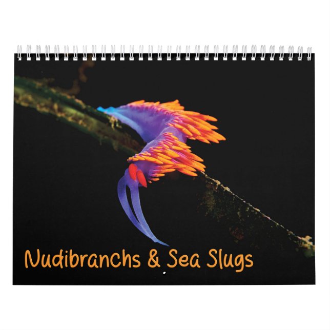Nudibranchs & Sea Slugs Calendar (Cover)