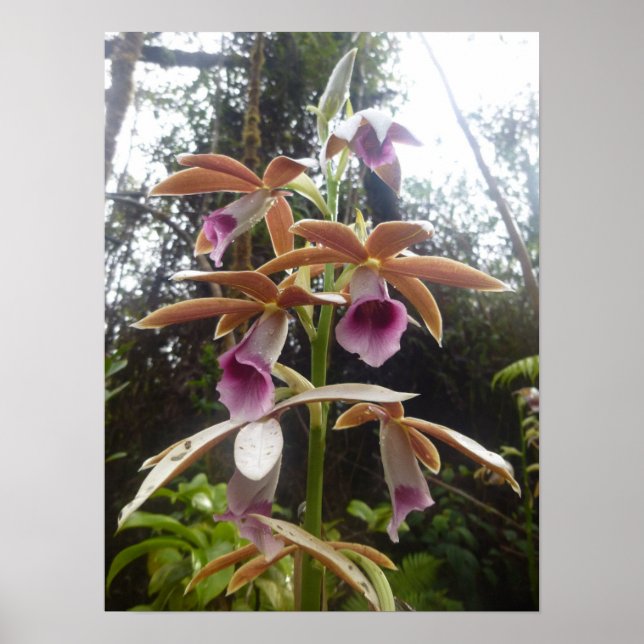 Nuns Hood Orchid Big Island Hawaii Poster (Front)