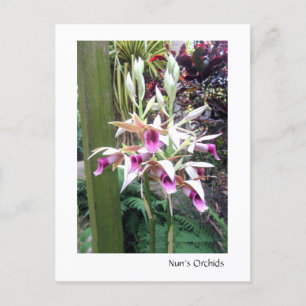 Nun's Orchids 2 Postcard