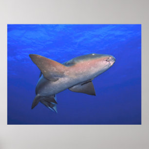 Nurse Shark in the Blue Poster