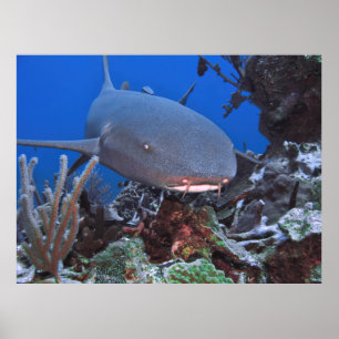 Nurse Shark on the Reef Poster