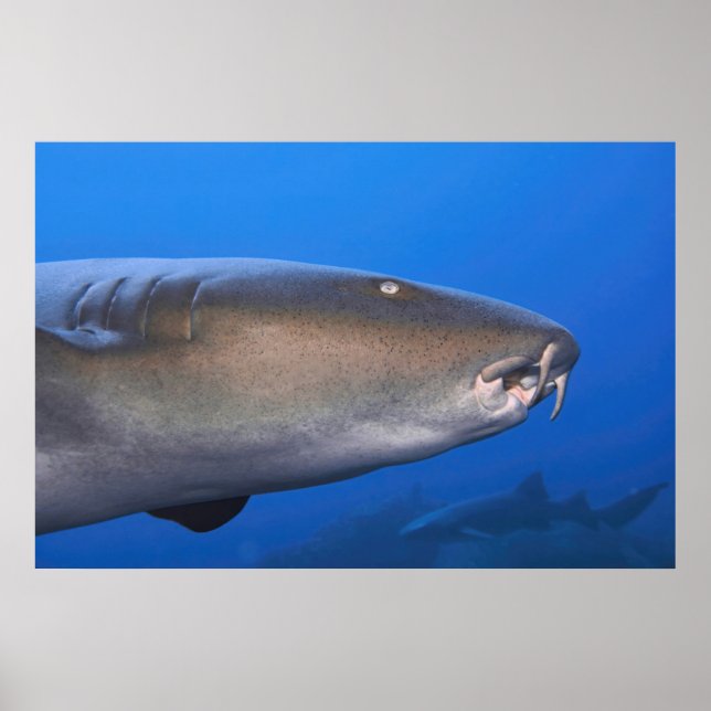 Nurse Shark Portrait Poster (Front)
