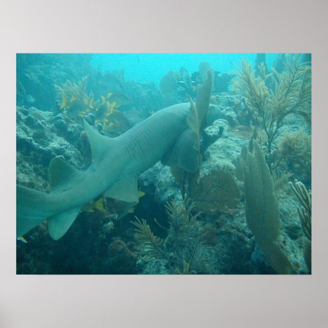 Nurse Shark Poster (Front)