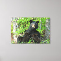 Nursing Black Bear and Twin Cubs