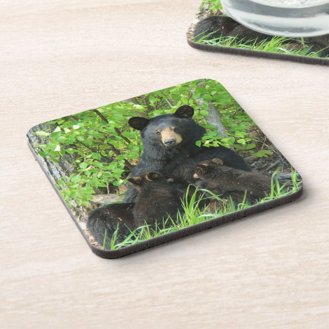 Nursing Black Bear and Twin Cubs  Coaster (Left Side)