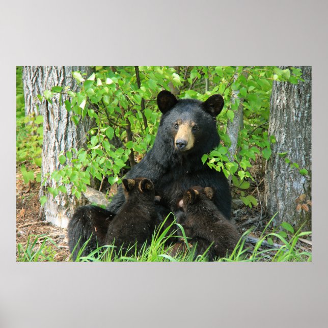 Nursing Black Bear and Twin Cubs Poster (Front)
