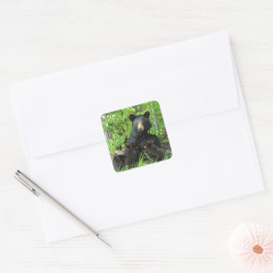 Nursing Black Bear and Twin Cubs  Square Sticker