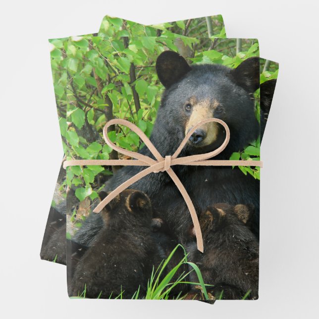 Nursing Black Bear and Twin Cubs  Wrapping Paper Sheet (In situ)