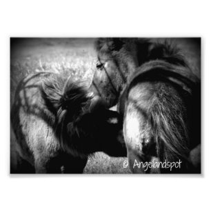 Nursing Filly Photo Print