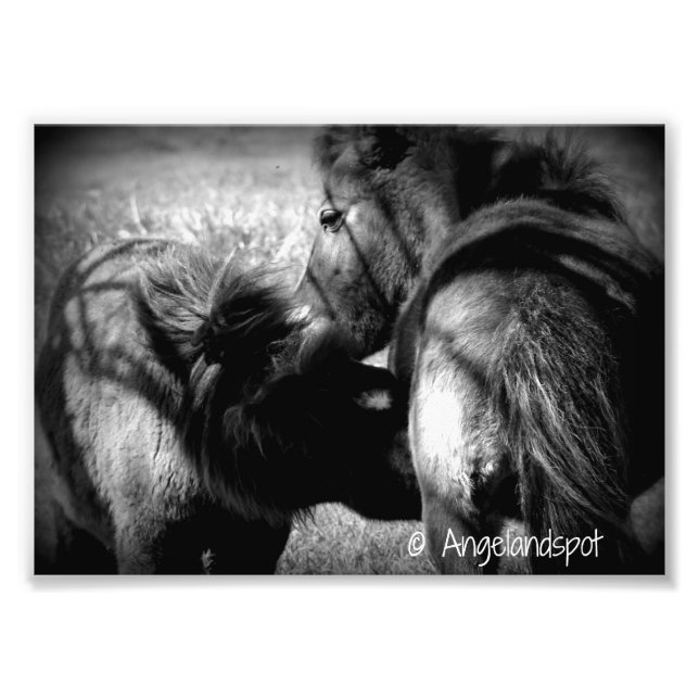 Nursing Filly Photo Print (Front)