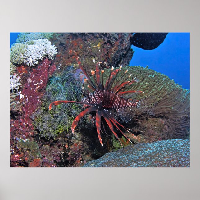 Nusa Lembongan Lionfish Poster (Front)