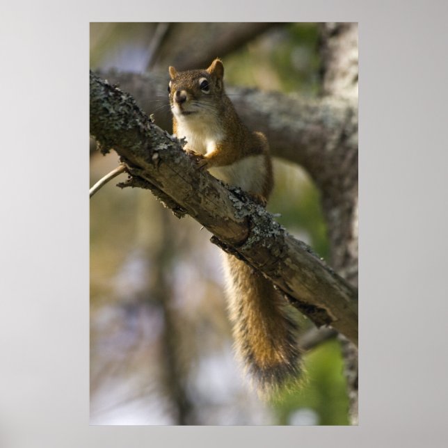 Nut Patrol fine art print (Front)