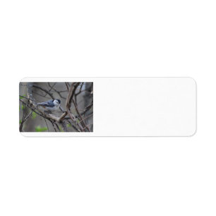 Nuthatch address label return address label