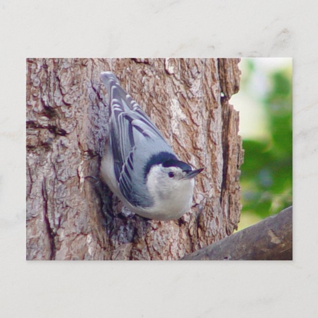 Nuthatch Bird Postcard (Front)