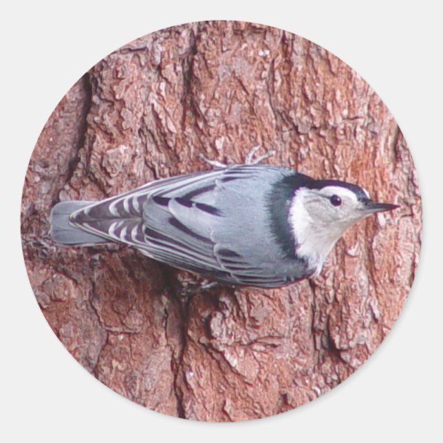 Nuthatch Bird Stickers (Front)