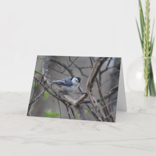 Nuthatch Greeting Card