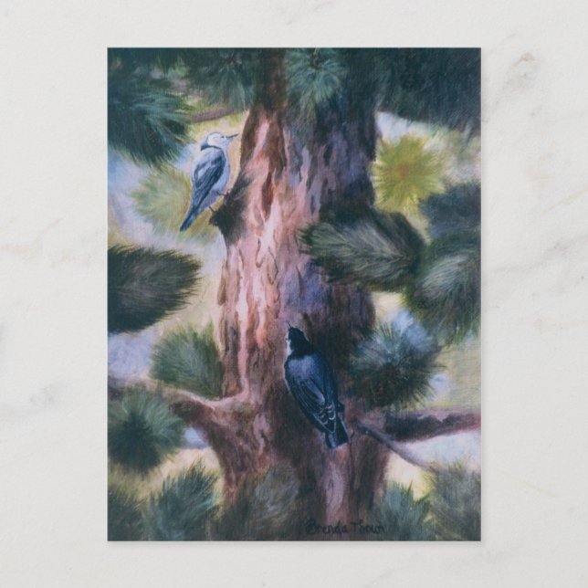 Nuthatch Love At First Sight Postcard (Front)