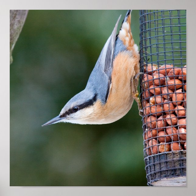 Nuthatch on  Feeder Poster (Front)
