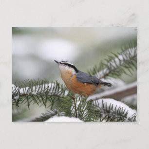 Nuthatch on Snowy Branch in Winter Postcard