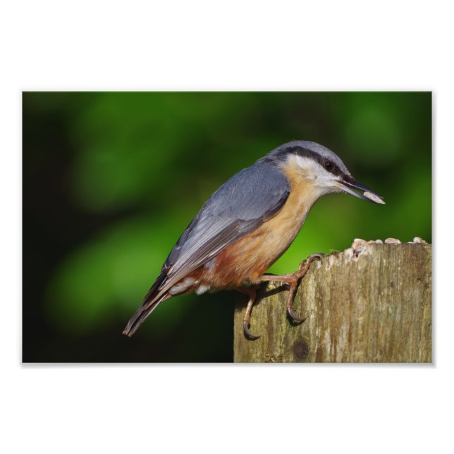Nuthatch Photo Print (Front)