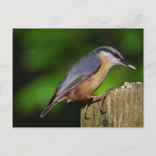 Nuthatch Postcard