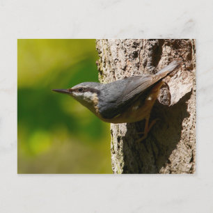 Nuthatch Postcard