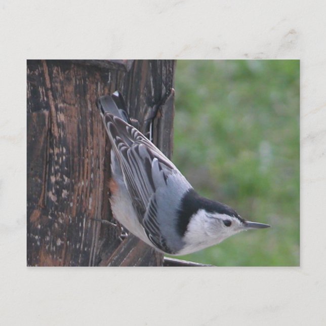 Nuthatch Postcard (Front)