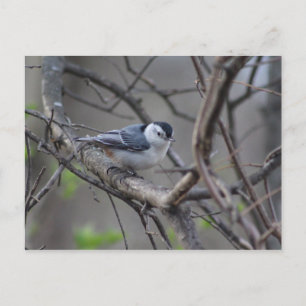 Nuthatch postcard