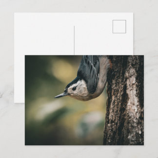 Nuthatch Postcard