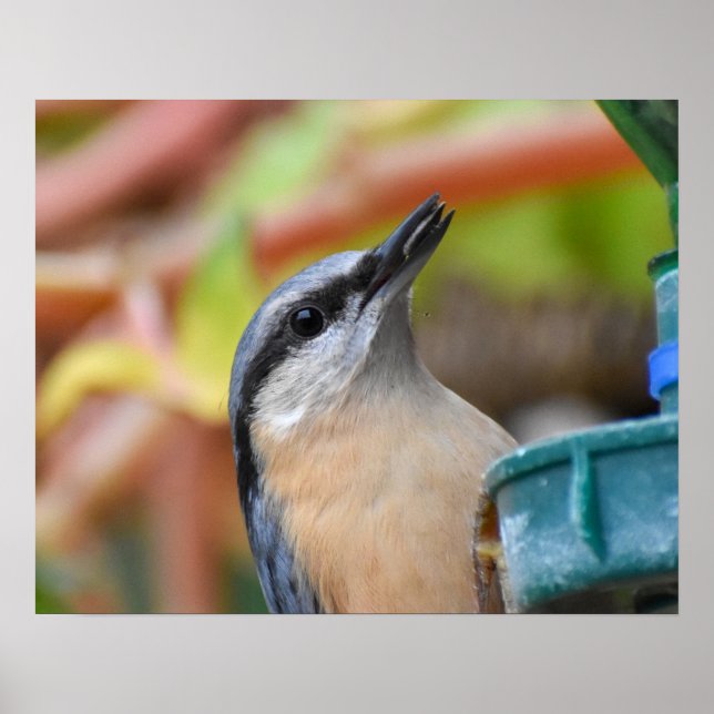 Nuthatch  poster (Front)