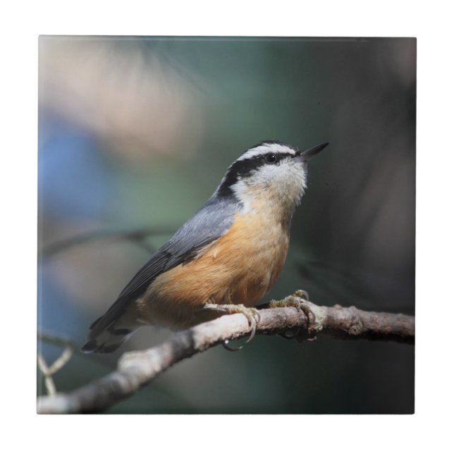 Nuthatch Tile (Front)