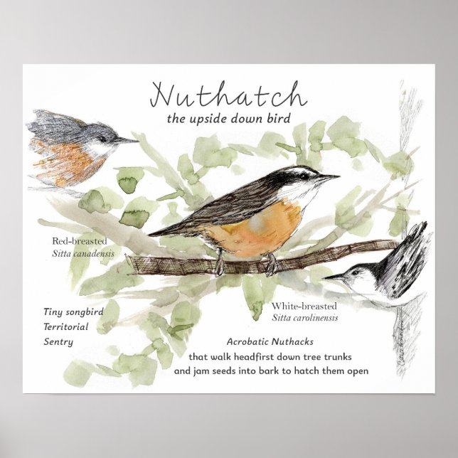 Nuthatch Tiny Songbird Tree Trunk Drawing Poster (Front)