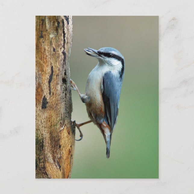 Nuthatch with sunflower seed postcard (Front)