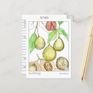 Nutmeg Medicinal Materia Medica Herb Study Postcard