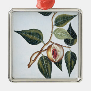 Nutmeg, plate 7, from 'Collection Precieuse et Enl Metal Tree Decoration