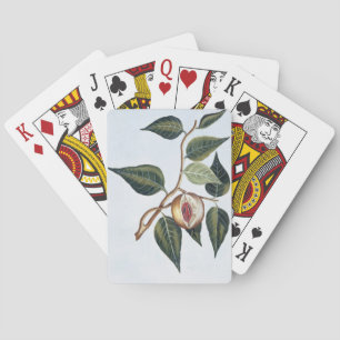 Nutmeg, plate 7, from 'Collection Precieuse et Enl Playing Cards