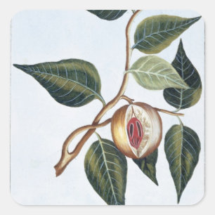 Nutmeg, plate 7, from 'Collection Precieuse et Enl Square Sticker