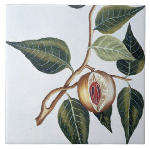 Nutmeg, plate 7, from 'Collection Precieuse et Enl Tile