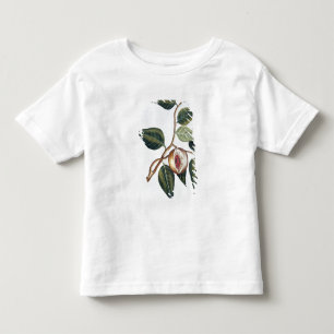 Nutmeg, plate 7, from 'Collection Precieuse et Enl Toddler T-Shirt