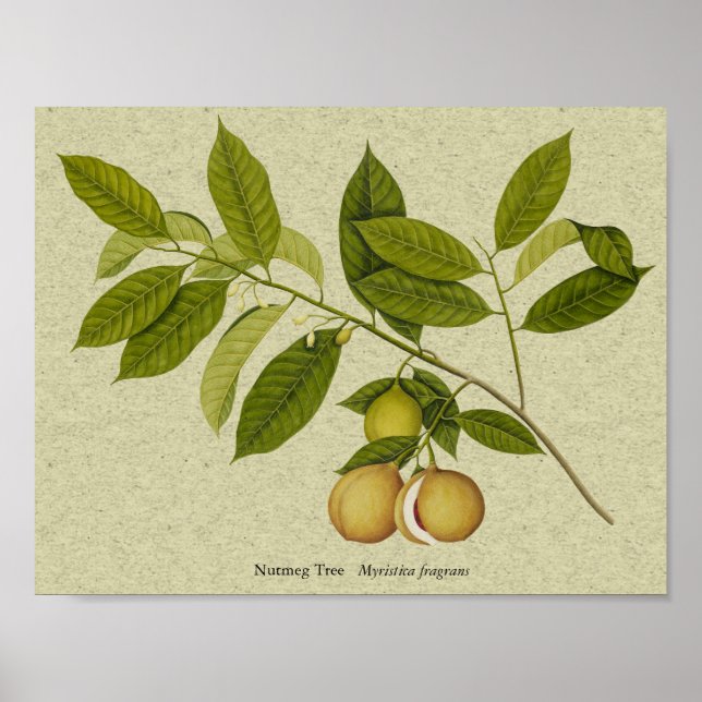 Nutmeg tree botanical print (Front)