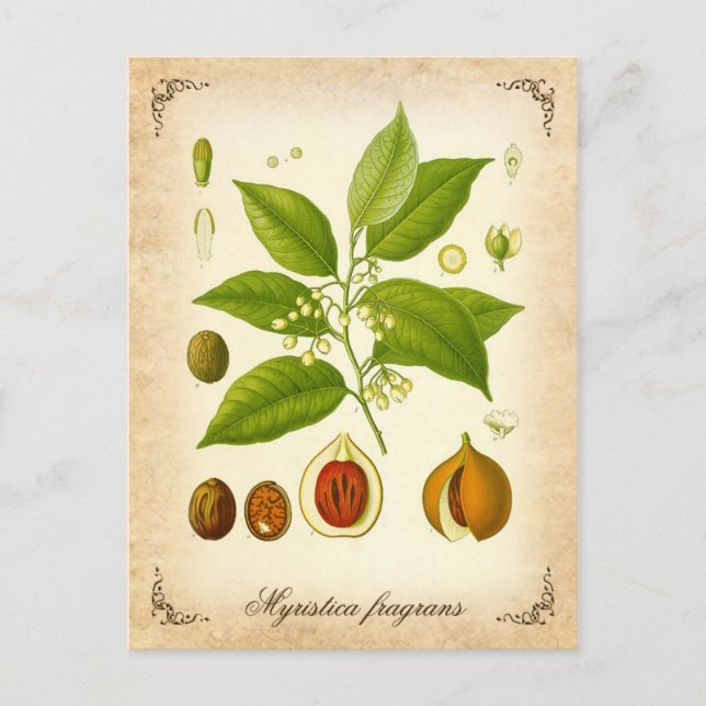 Nutmeg - vintage illustration postcard (Front)