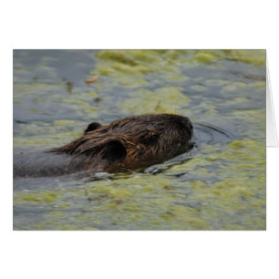 "Nutria Swimming" Greting Card