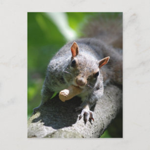 Nutty Squirrel Postcard