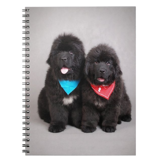 Nuwfie brothers notebook (Front)