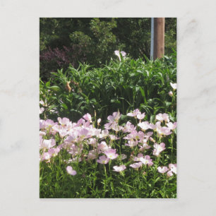 nvn718 Cherry Hill NJ USA Wild Spring Bloom White Postcard